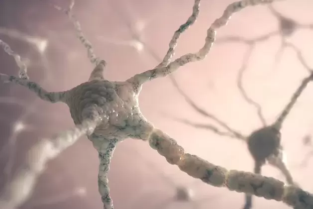 neuron szerkezete